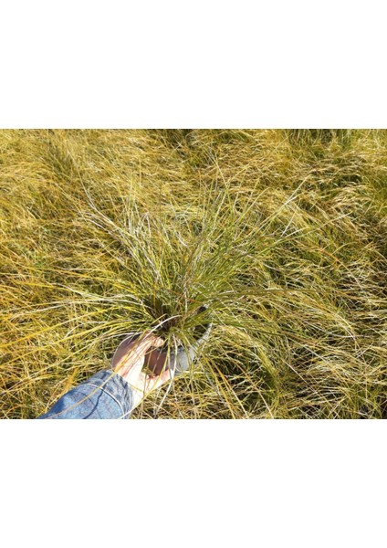 Carex Testecea 5 Adet - Otsu Yer Örtücü Bitki