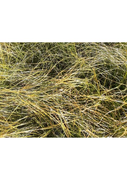 Carex Testecea 5 Adet - Otsu Yer Örtücü Bitki