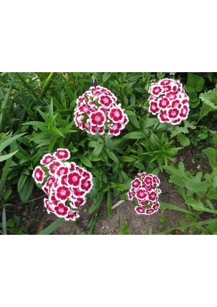 Hüsnü Yusuf Çiçeği 10 Adet fiyatları