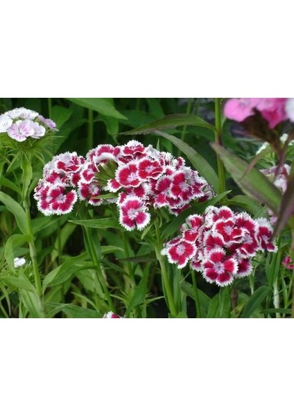 Hüsnü Yusuf Çiçeği 10 Adet modelleri