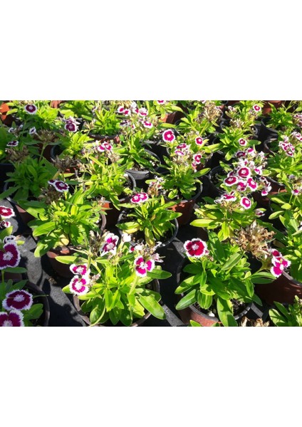 Hüsnü Yusuf Çiçeği 10 Adet fırsatları