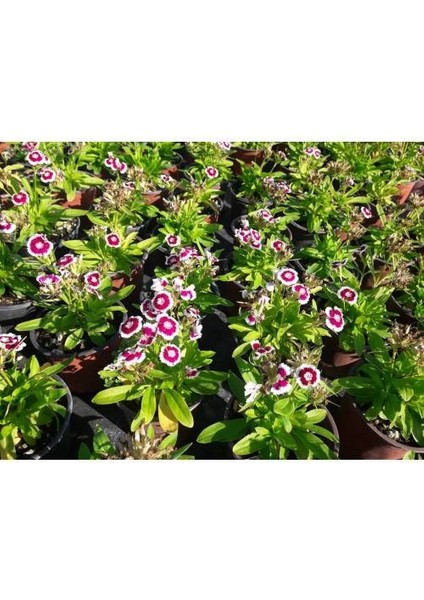 Hüsnü Yusuf Çiçeği 10 Adet indirimleri