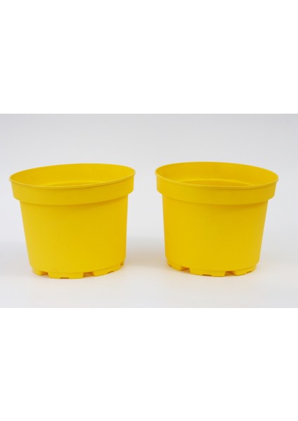 Sarı Limon Saksısı 3 lt