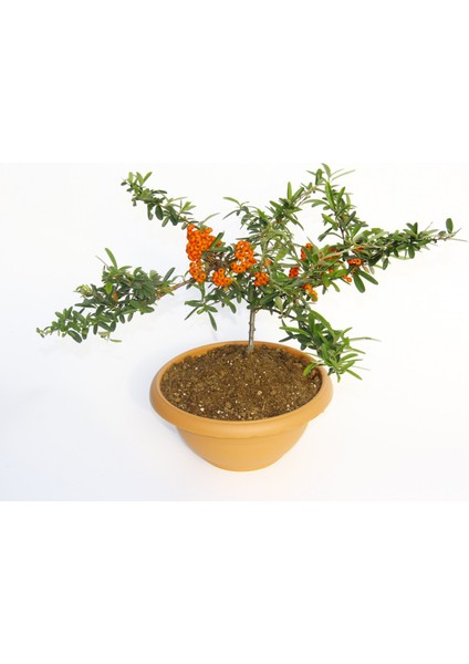 Bonsai Ateş Dikeni