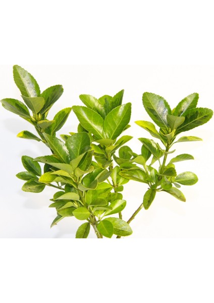 Bonsai Euonymus Japonica Aurea 3 Adet