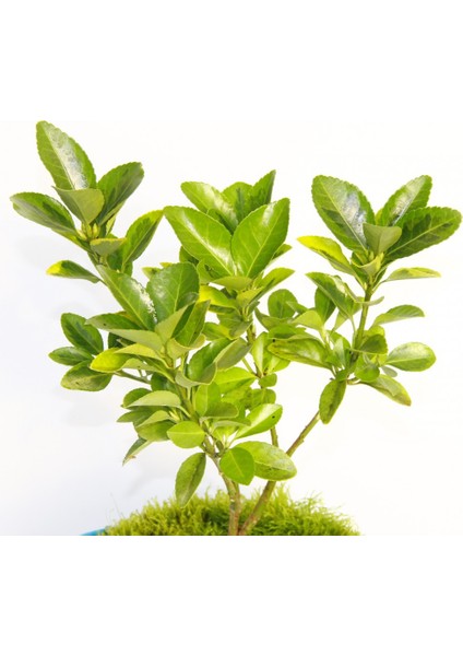 Bonsai Euonymus Japonica Aurea 3 Adet