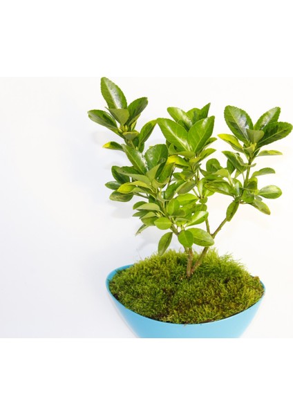 Bonsai Euonymus Japonica Aurea 3 Adet
