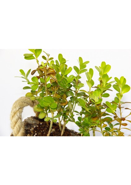 Ofis Bitkisi Buxus 5 Adet - Twin Set