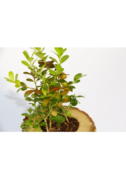 Ofis Bitkisi Buxus 2 Adet - Ahşap Kupa Saksıda