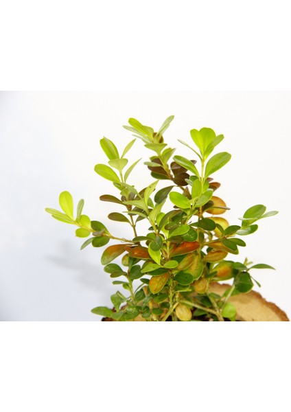 Ofis Bitkisi Buxus 2 Adet - Ahşap Kupa Saksıda