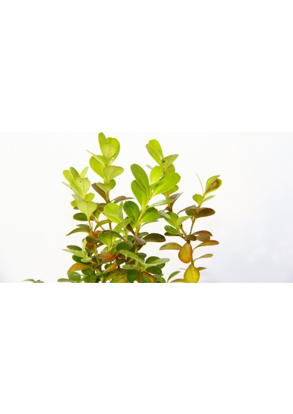 Ofis Bitkisi Buxus 2 Adet - Ahşap Kupa Saksıda