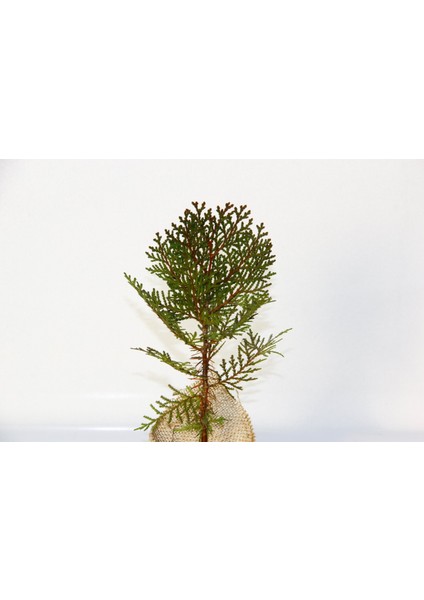 Nikah Çamı 100 Adet - Özel Gün Fidanı (Thuja Orientalis)
