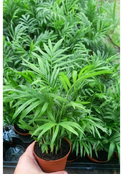 AREKA PALMİYESİ 10 ADET 20-25 cm - HEDİYELİK SALON OFİS BİTKİSİ