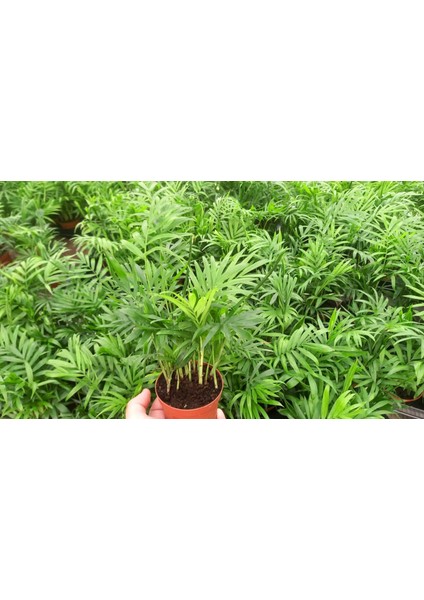 AREKA PALMİYESİ 10 ADET 20-25 cm - HEDİYELİK SALON OFİS BİTKİSİ