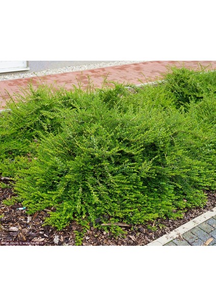 Hanımeli Çit Bitkisi 5 Adet 'lonicera Nitida'