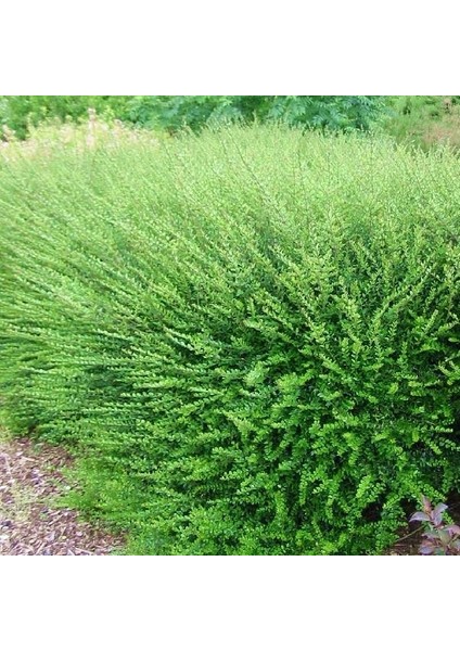 Hanımeli Çit Bitkisi 3 Adet 'lonicera Nitida'