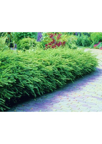 Hanımeli Çit Bitkisi 3 Adet 'lonicera Nitida'