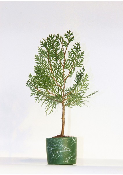 Bonsai Thuja Orientalis 3 Adet - Hediyelik Bonsai (Yeşil Saksı)