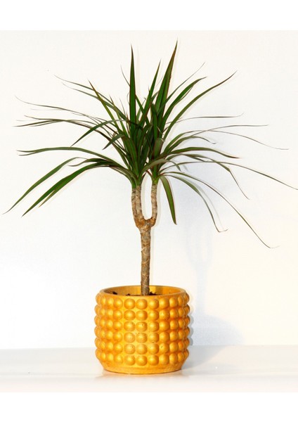 Dracaena Marginata - Ev / Ofis Bitkisi Orange Saksıda 40 cm