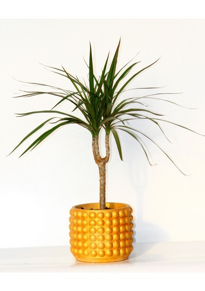Dracaena Marginata - Ev / Ofis Bitkisi Orange Saksıda 40 cm