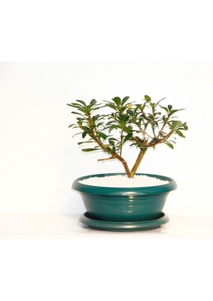 Bonsai Pitosporum Yıldız Çalısı 7 Yaşında Yeşil Saksı