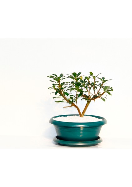 Bonsai Pitosporum Yıldız Çalısı 7 Yaşında Yeşil Saksı