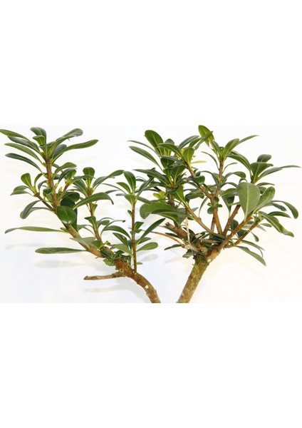 Bonsai Pitosporum Yıldız Çalısı 7 Yaşında Yeşil Saksı