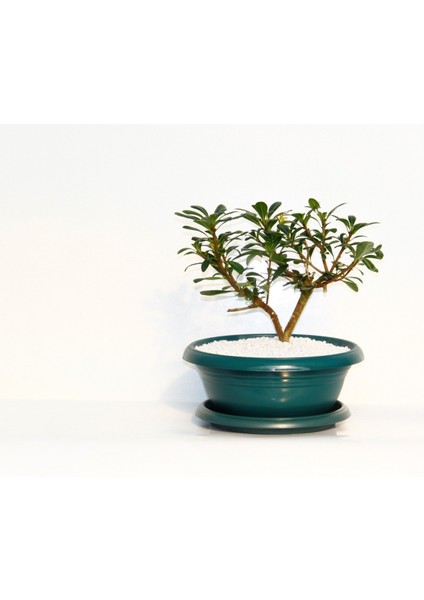 Bonsai Pitosporum Yıldız Çalısı 7 Yaşında Yeşil Saksı
