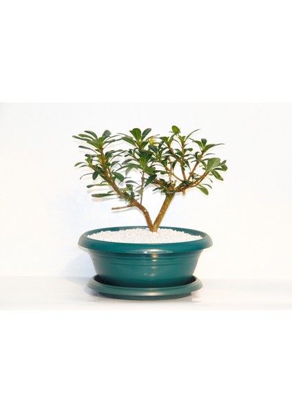 Bonsai Pitosporum Yıldız Çalısı 7 Yaşında Yeşil Saksı