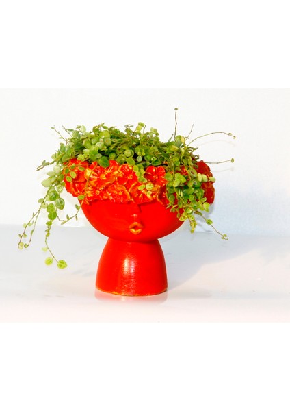 Dostluk Çiçeği 2 Adet - Hediyelik Kırmızı Saksıda Pilea Glauca