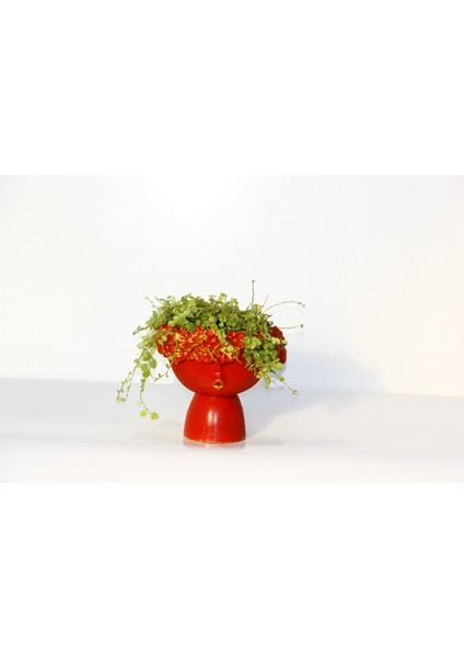 Dostluk Çiçeği 2 Adet - Hediyelik Kırmızı Saksıda Pilea Glauca