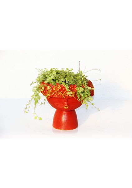 Dostluk Çiçeği 2 Adet - Hediyelik Kırmızı Saksıda Pilea Glauca