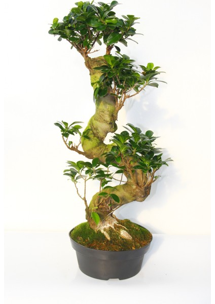 Bonsai Ficus Ginseng 10 Yaşında - S Form 60 cm