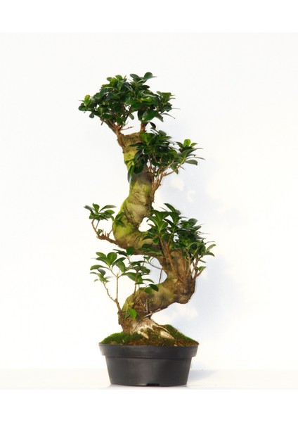 Bonsai Ficus Ginseng 10 Yaşında - S Form 60 cm
