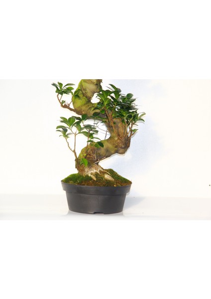 Bonsai Ficus Ginseng 10 Yaşında - S Form 60 cm
