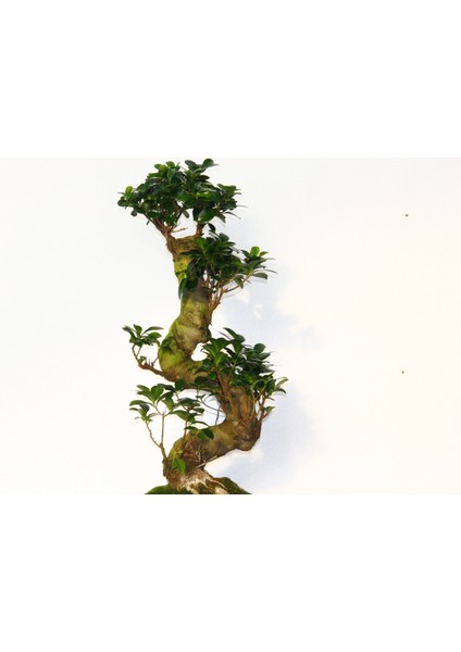 Bonsai Ficus Ginseng 10 Yaşında - S Form 60 cm