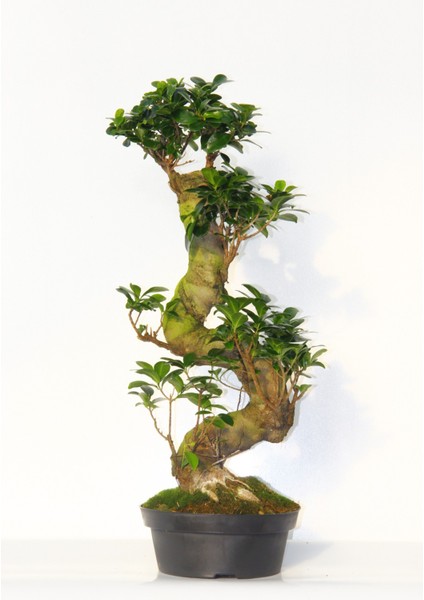 Bonsai Ficus Ginseng 10 Yaşında - S Form 60 cm