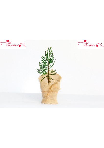 Nikah Çamı 100 Adet - Özel Gün Fidanı (Mazı-Thuja Orientalis)