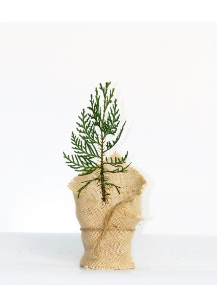 Nikah Çamı 100 Adet - Özel Gün Fidanı (Mazı-Thuja Orientalis)