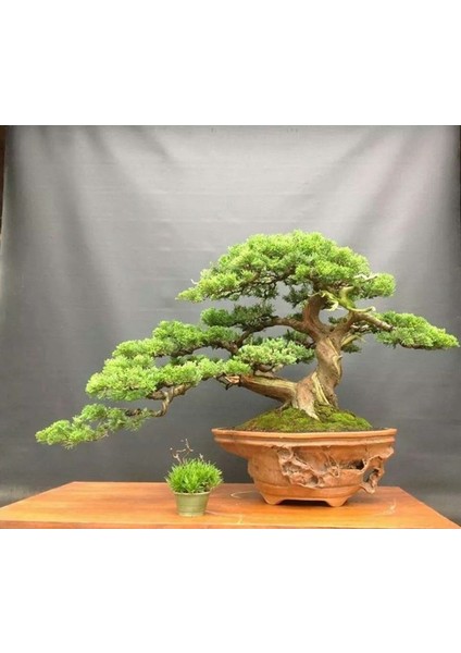 Kızılçam ( Pinus Brutia ) Tohumu 500 Adet