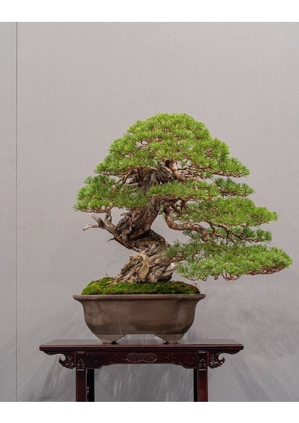 Kızılçam ( Pinus Brutia ) Tohumu 500 Adet