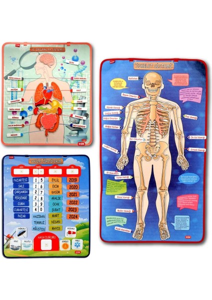 3 Set -106 Parça Tox Iç Organlar , Iskelet Sistemi ve Takvimi Öğreniyorum Keçe Cırtlı Duvar Panoları , Eğitici Oyuncak