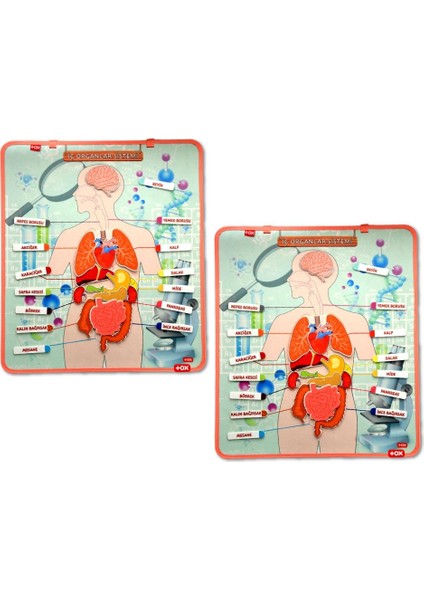 2 Set - 52 Parça Tox Iç Organlar Sistemi Keçe Duvar Panoları , Eğitici Oyuncak