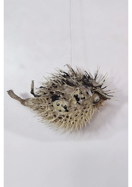 Dikenli Balon Balığı Fugu Fish