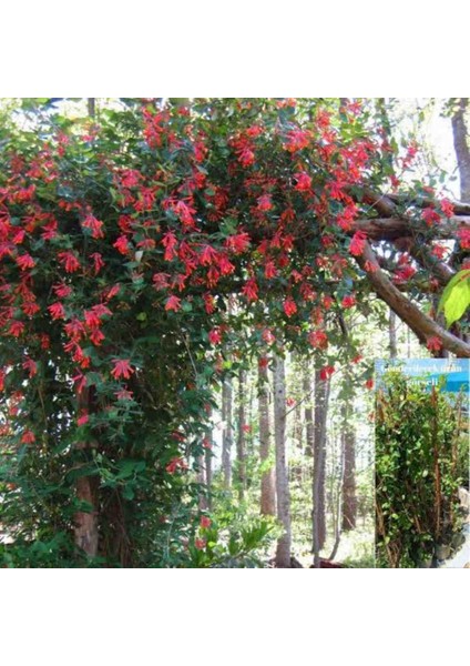 Kırmızı Hanımeli Fidanı Tüplü