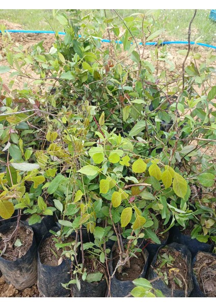 Kırmızı Hanımeli Fidanı Tüplü fiyatları