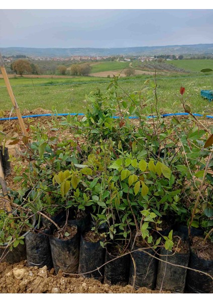 Kırmızı Hanımeli Fidanı Tüplü modelleri