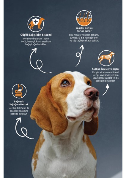 Adult Köpek Maması fırsatları