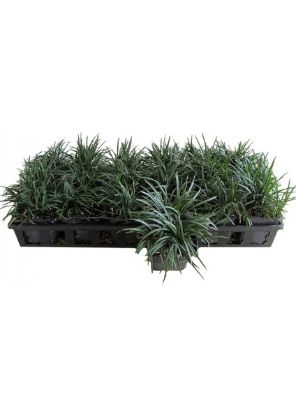 Osmanlı Çimi -Ophiopogon Japonicus - 45 Adet