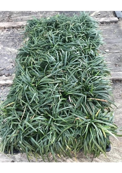 Osmanlı Çimi -Ophiopogon Japonicus - 45 Adet
